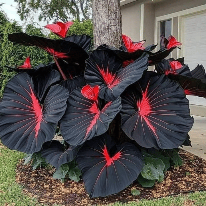 Flame Black Red Rare Hosta Flower Seeds