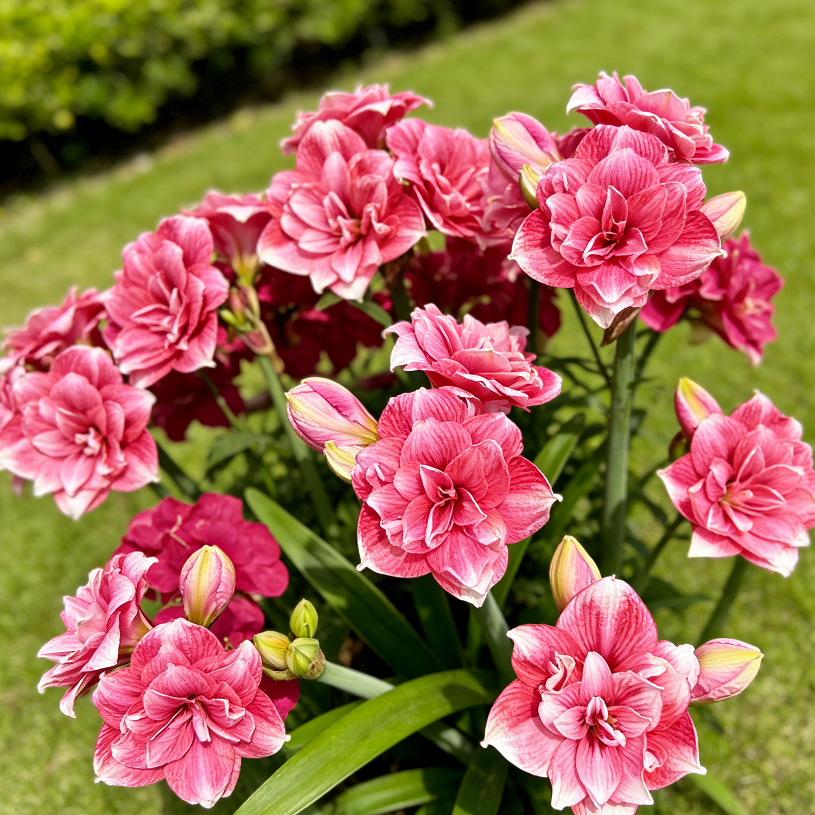 Double Perfume Amaryllis Bulbs - Blooming In 40 Days