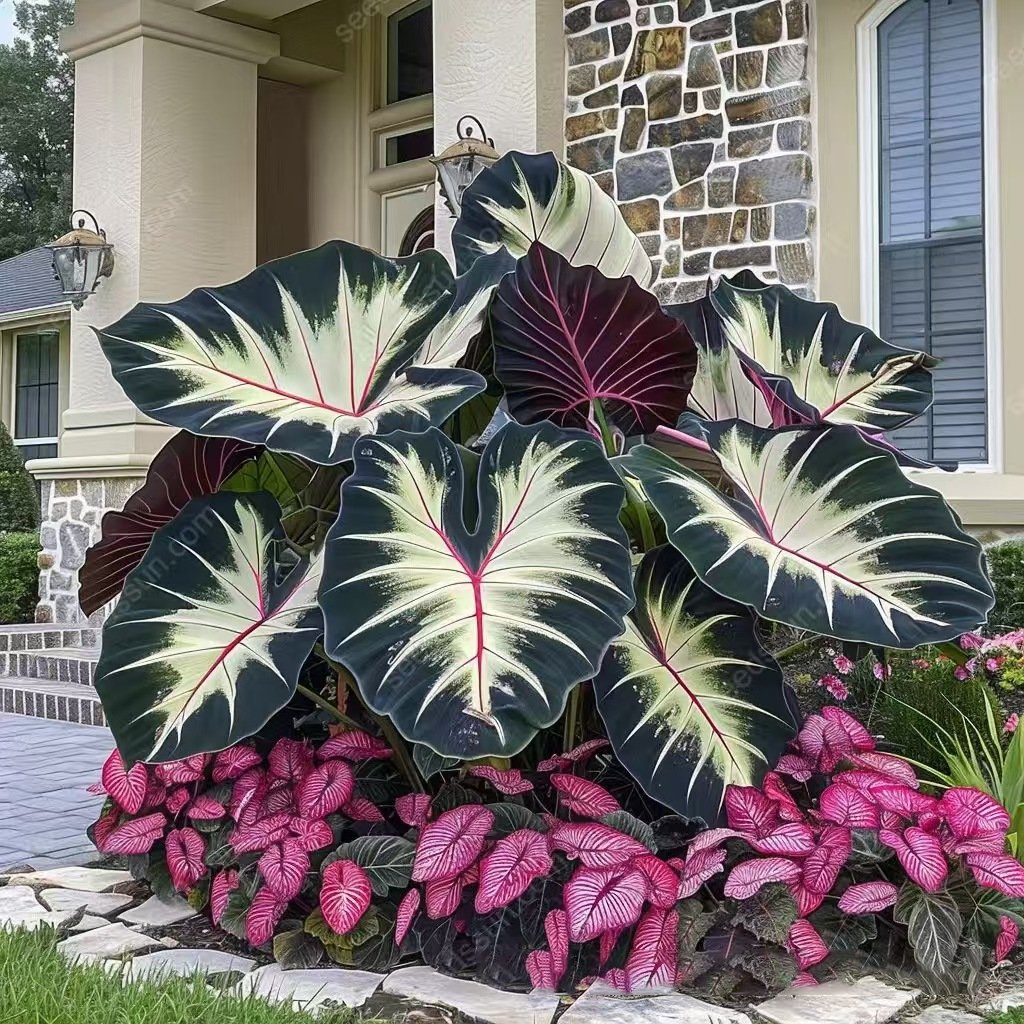 Flame Black Red Rare Hosta Flower Seeds
