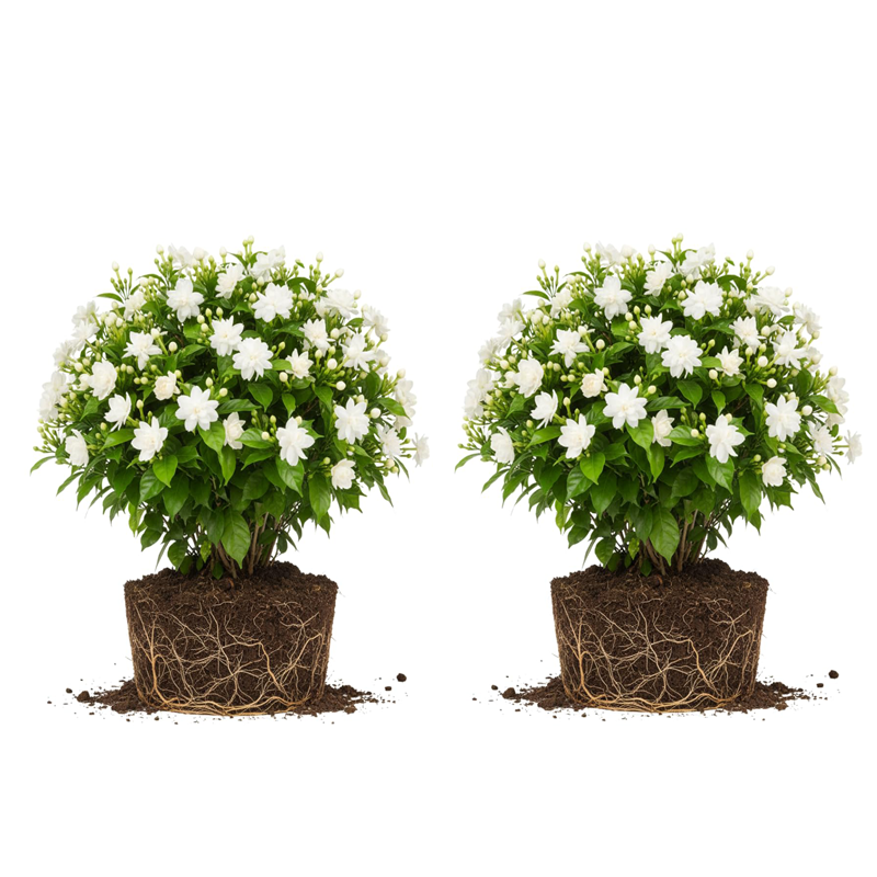 Friendly Hanging Jasmine – Dreamy Indoor Fragrant Flower