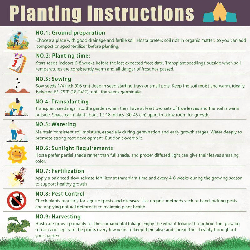 Flame Black Red Rare Hosta Flower Seeds