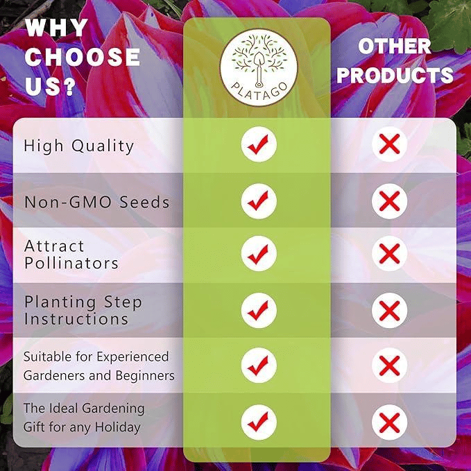 Flame Black Red Rare Hosta Flower Seeds