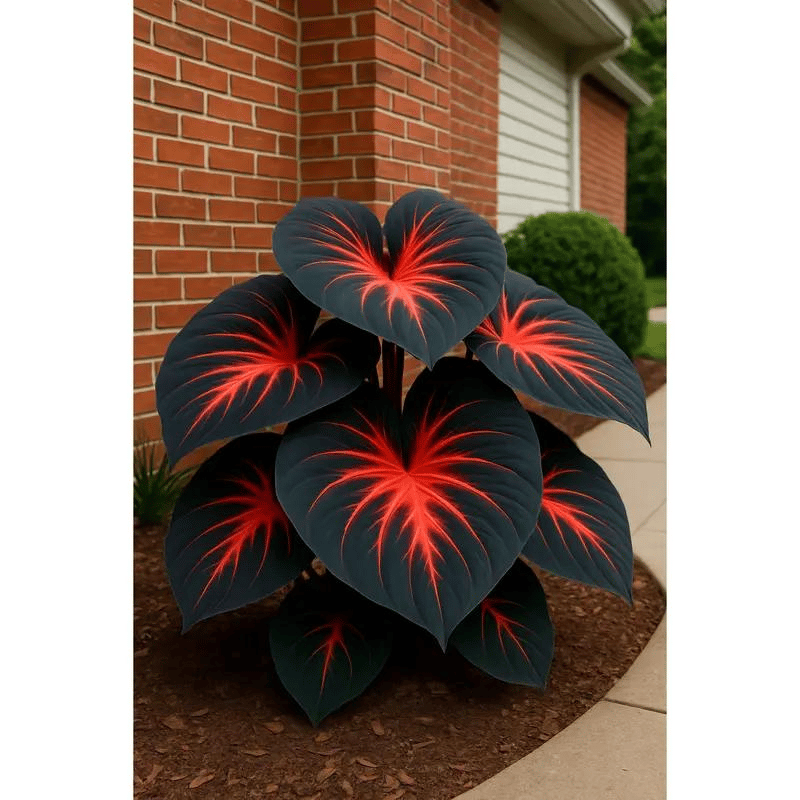 Flame Black Red Rare Hosta Flower Seeds