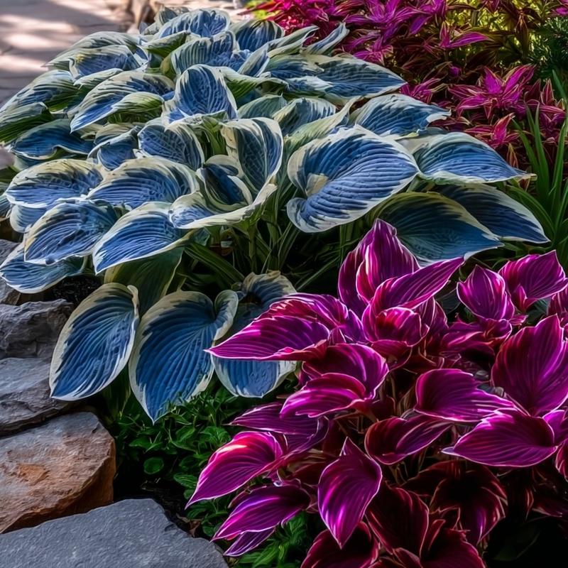 Flame Black Red Rare Hosta Flower Seeds