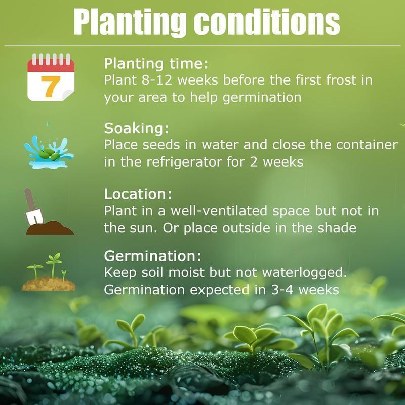 Flame Black Red Rare Hosta Flower Seeds