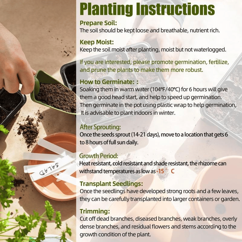 Flame Black Red Rare Hosta Flower Seeds