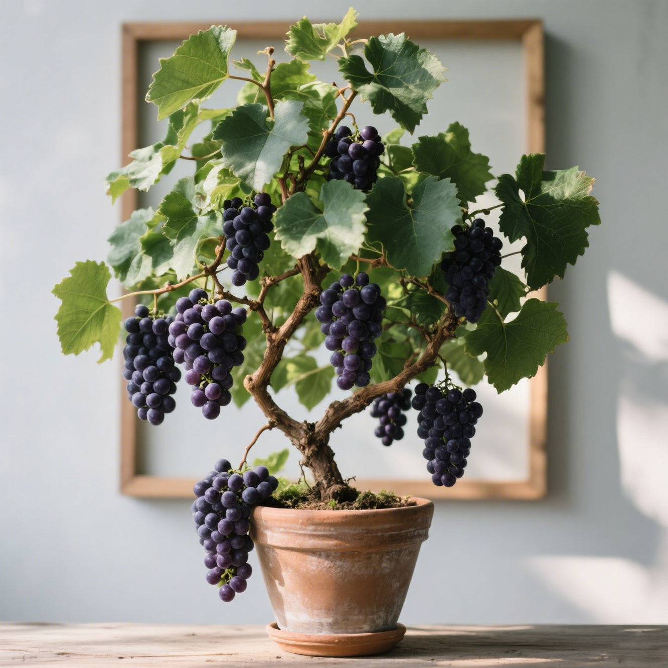 Giant Grape Tree Seeds – Winter Planting Ready