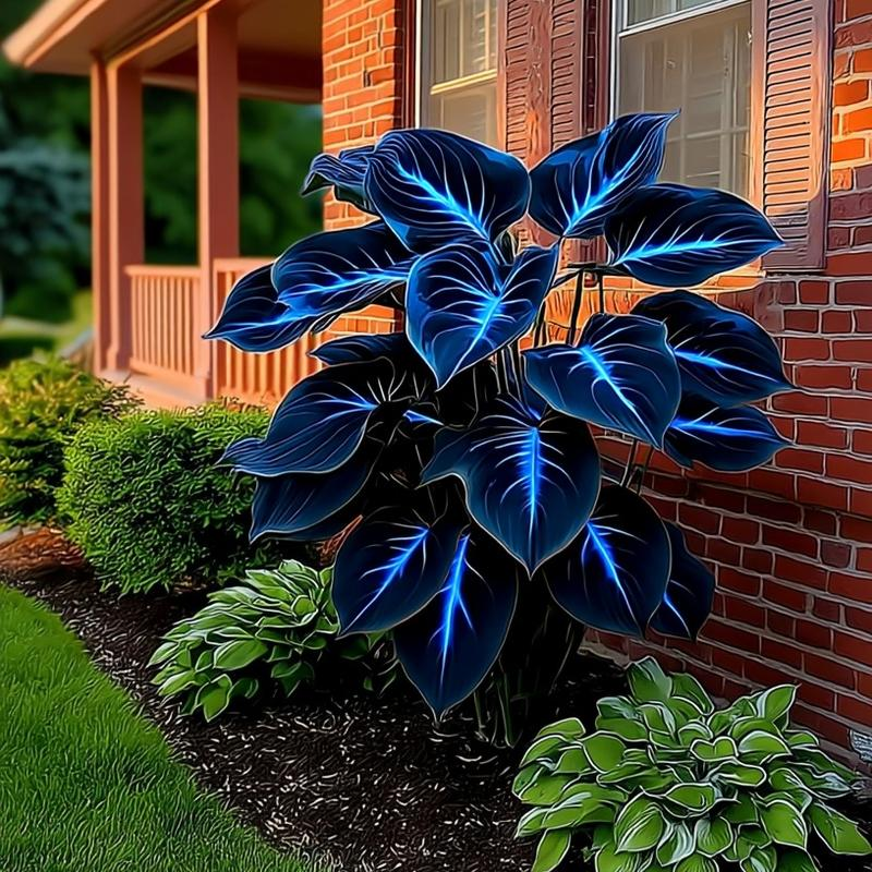 Flame Black Red Rare Hosta Flower Seeds