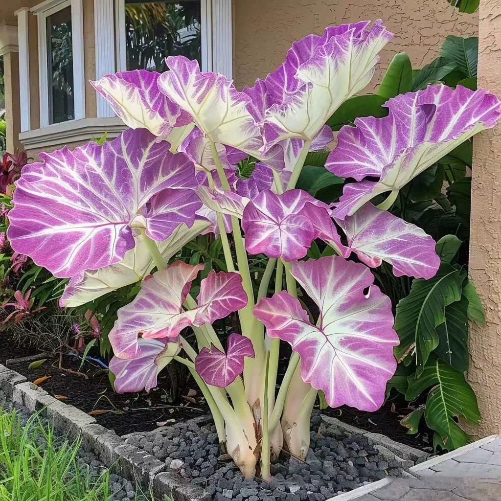 Flame Black Red Rare Hosta Flower Seeds
