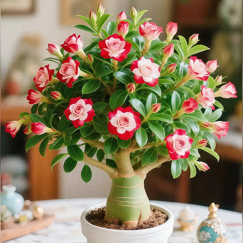 Desert Rose Bulbs